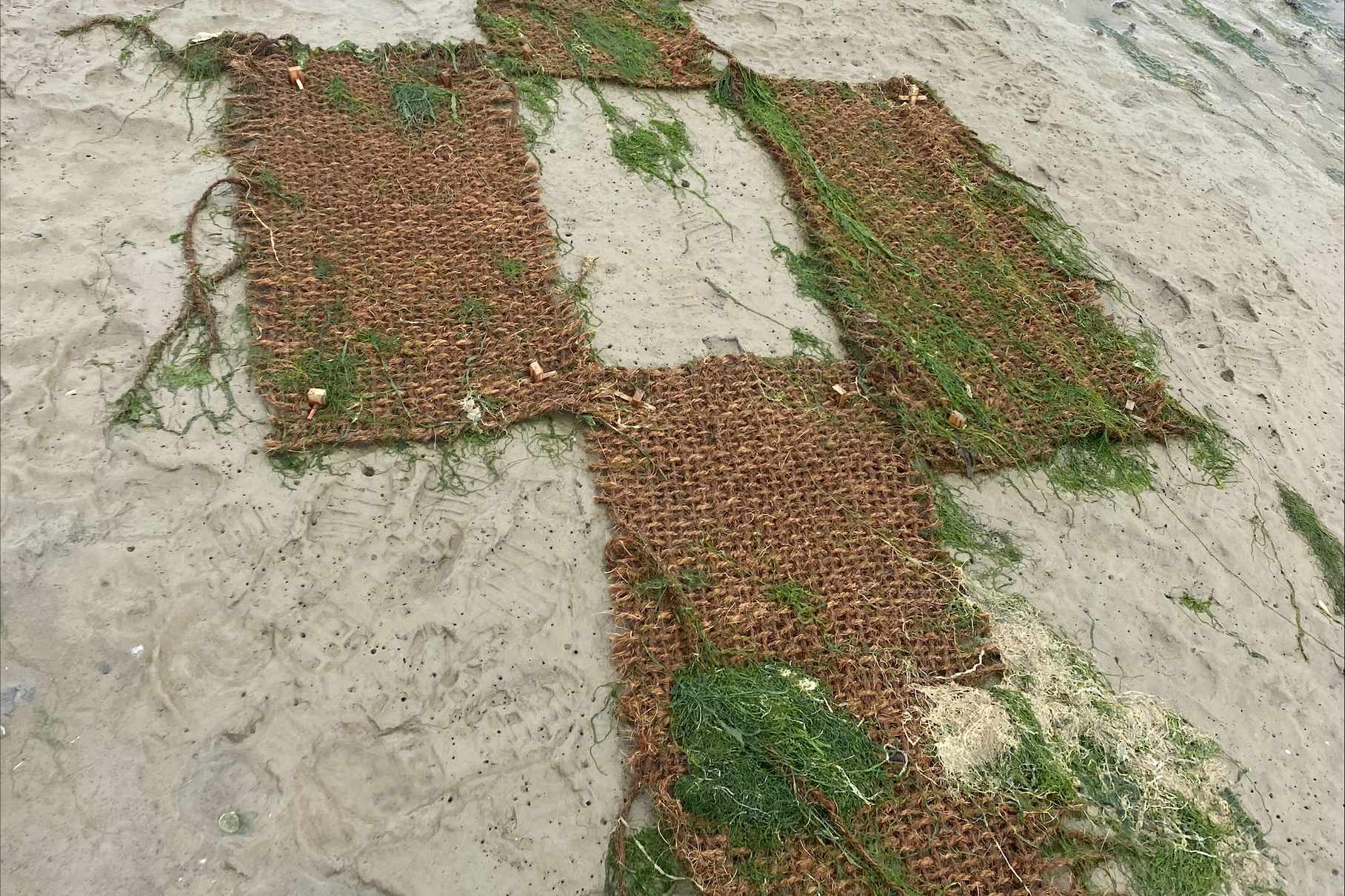 Coir matts installed on the saltmarsh near Southend