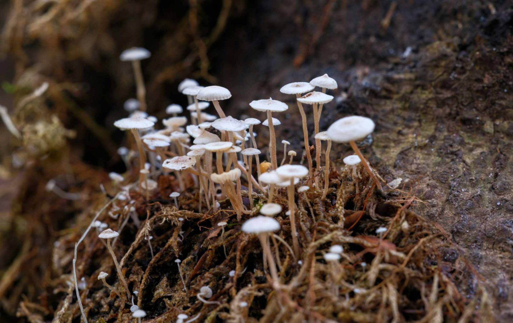 Fungi growing in a wood