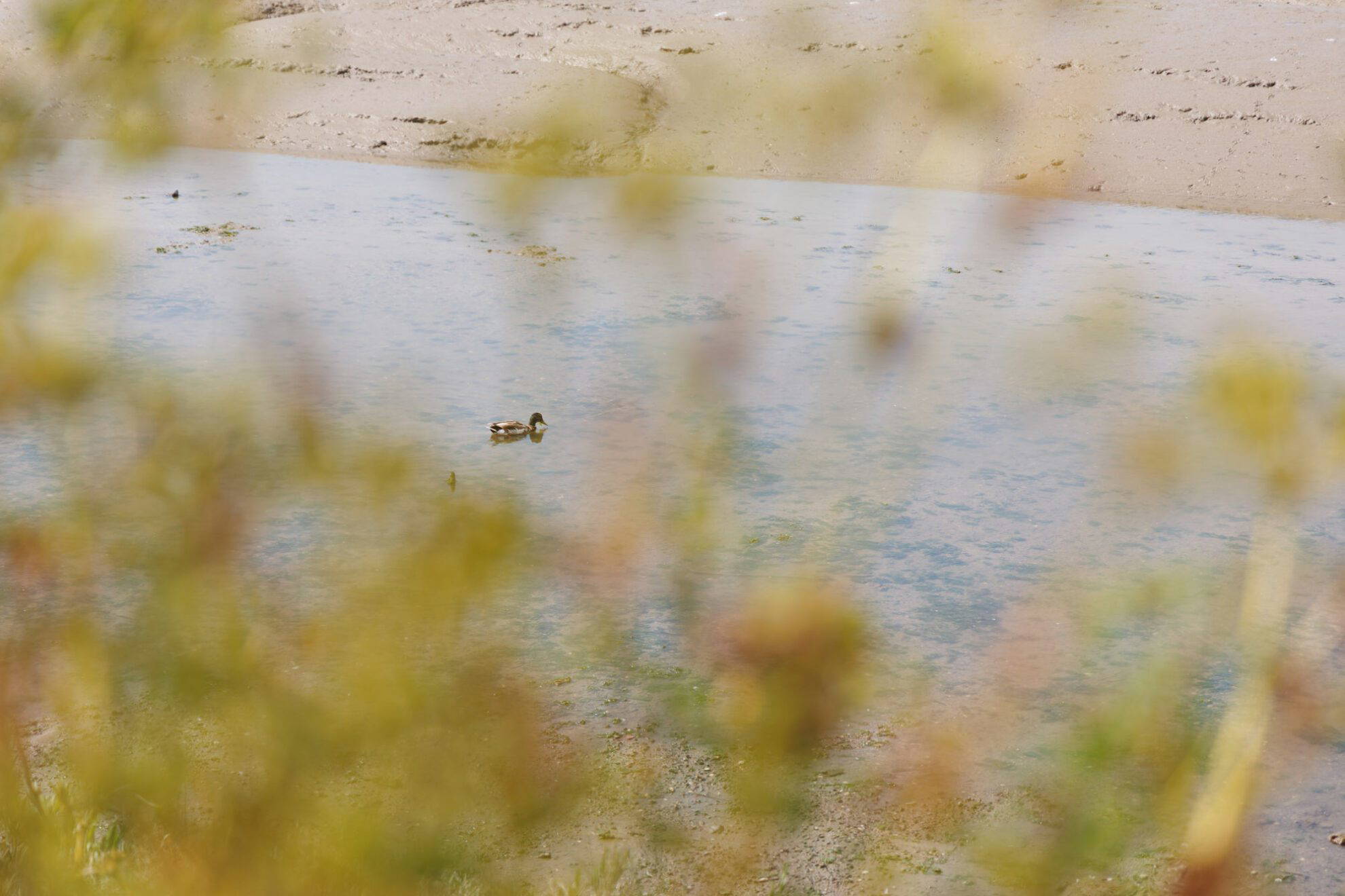 A duck swimming in Benfleet Creek