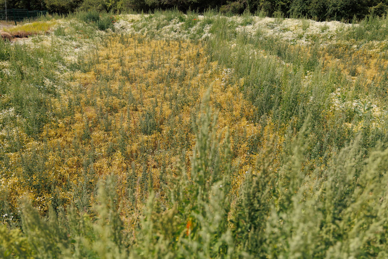 Wetland planting at Benfleet Creek