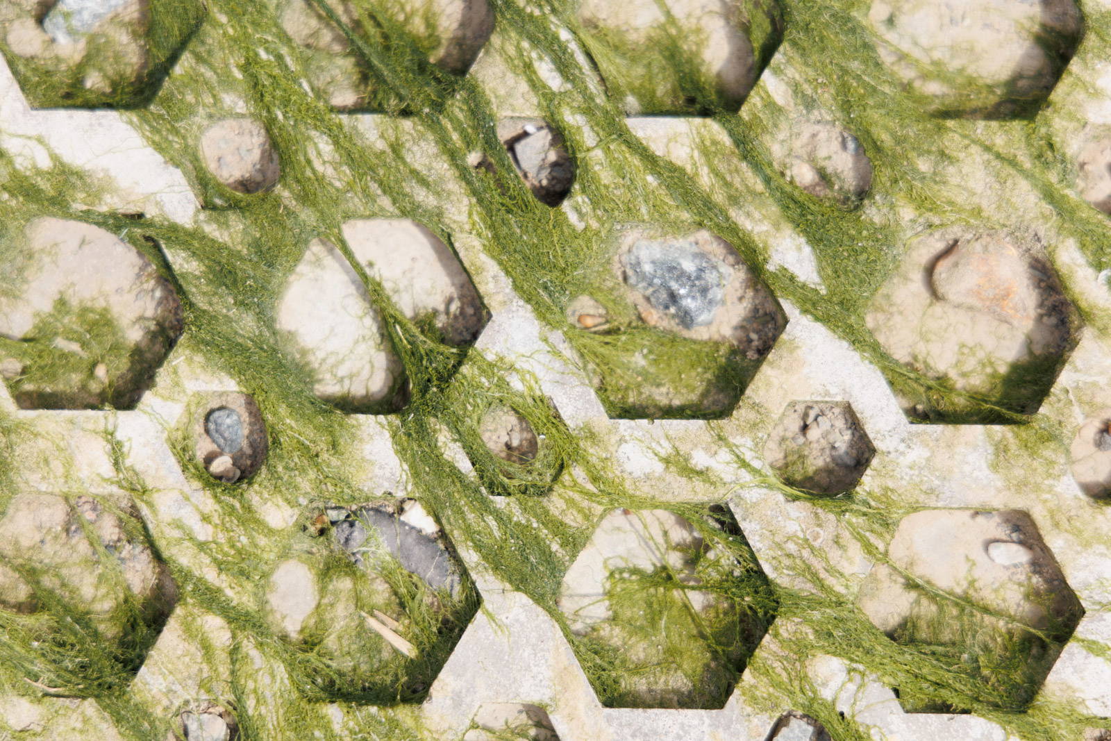 Exotiles at Two Tree Island