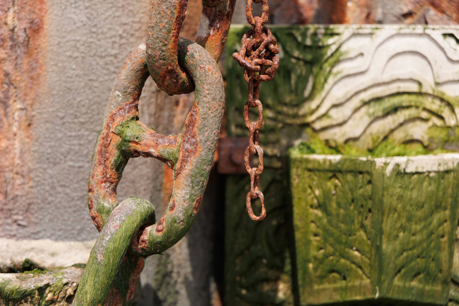 Algae growing on a sea-wall installation at Leigh High Street