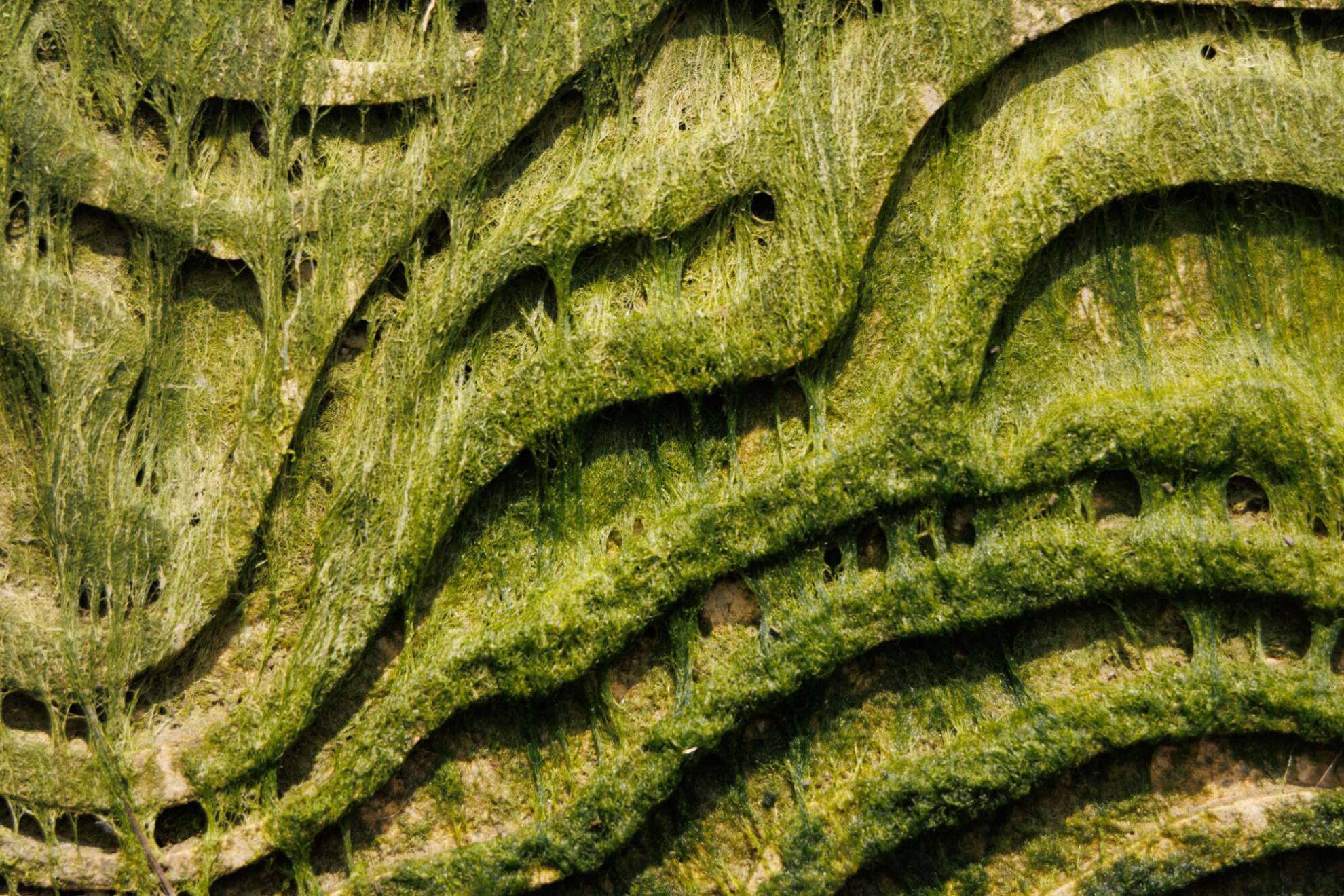 Algae growing on a sea-wall installation at Leigh High Street