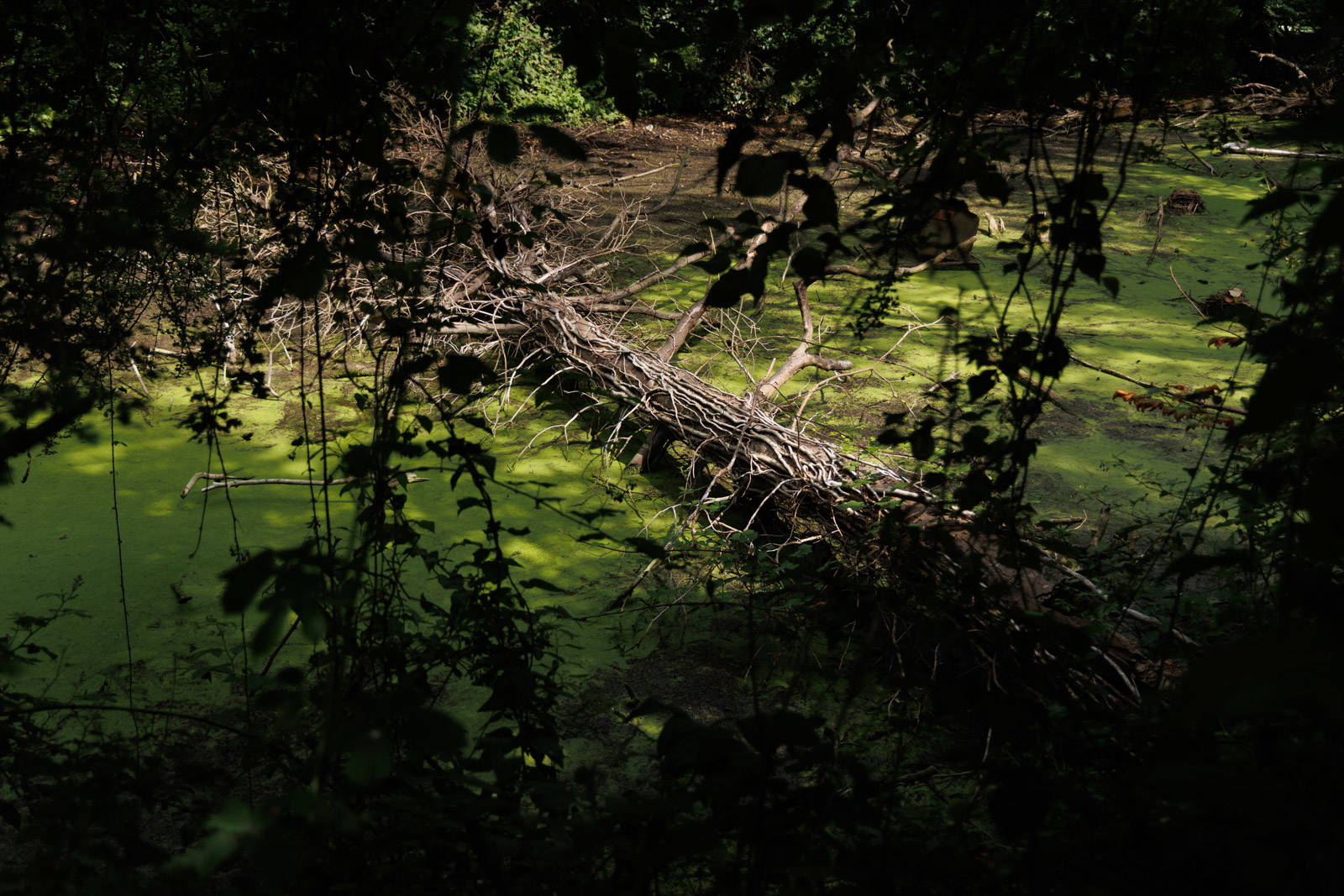 Drainage pond in St Mary's Nature Reserve
