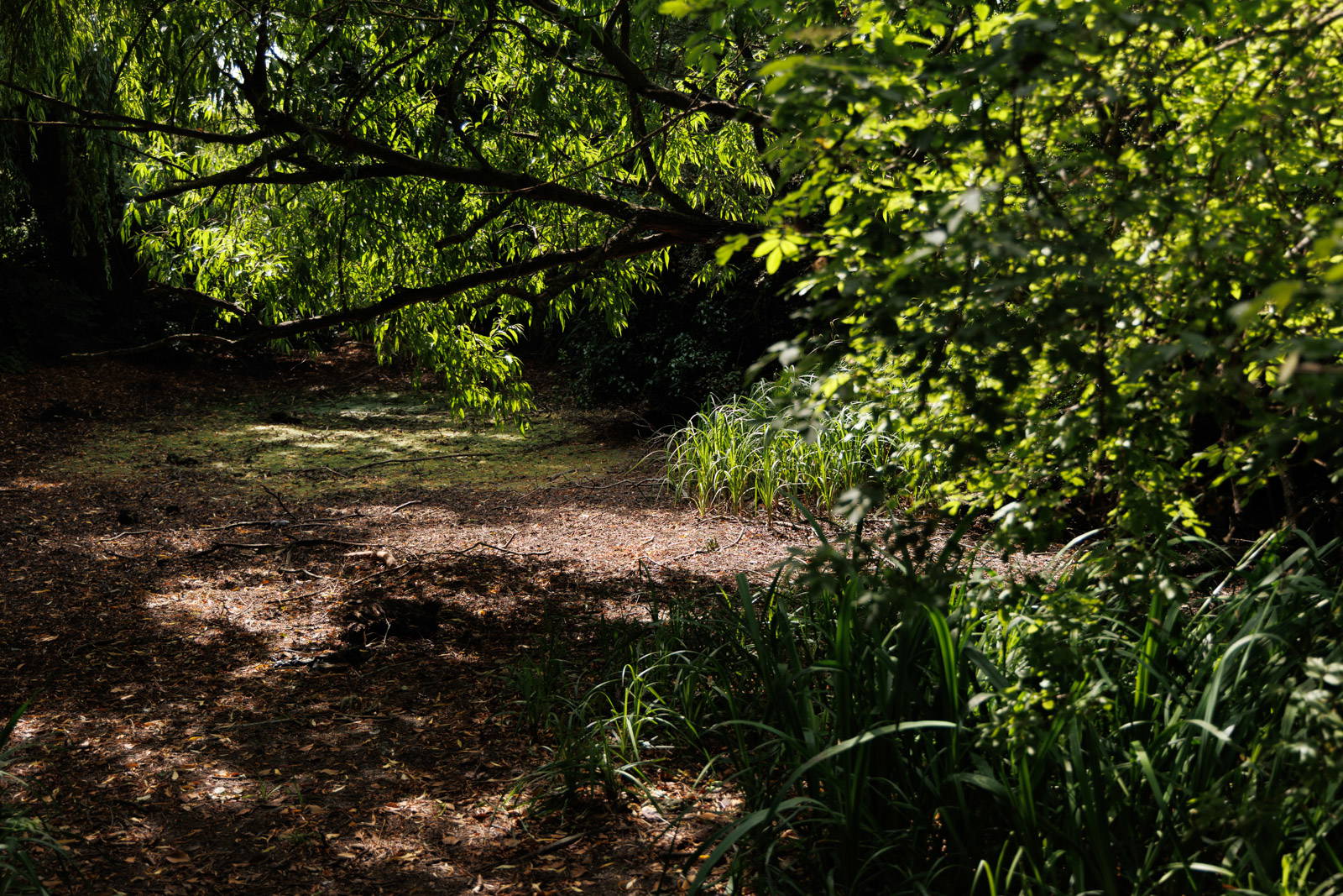 Drainage pond in St Mary's Nature Reserve