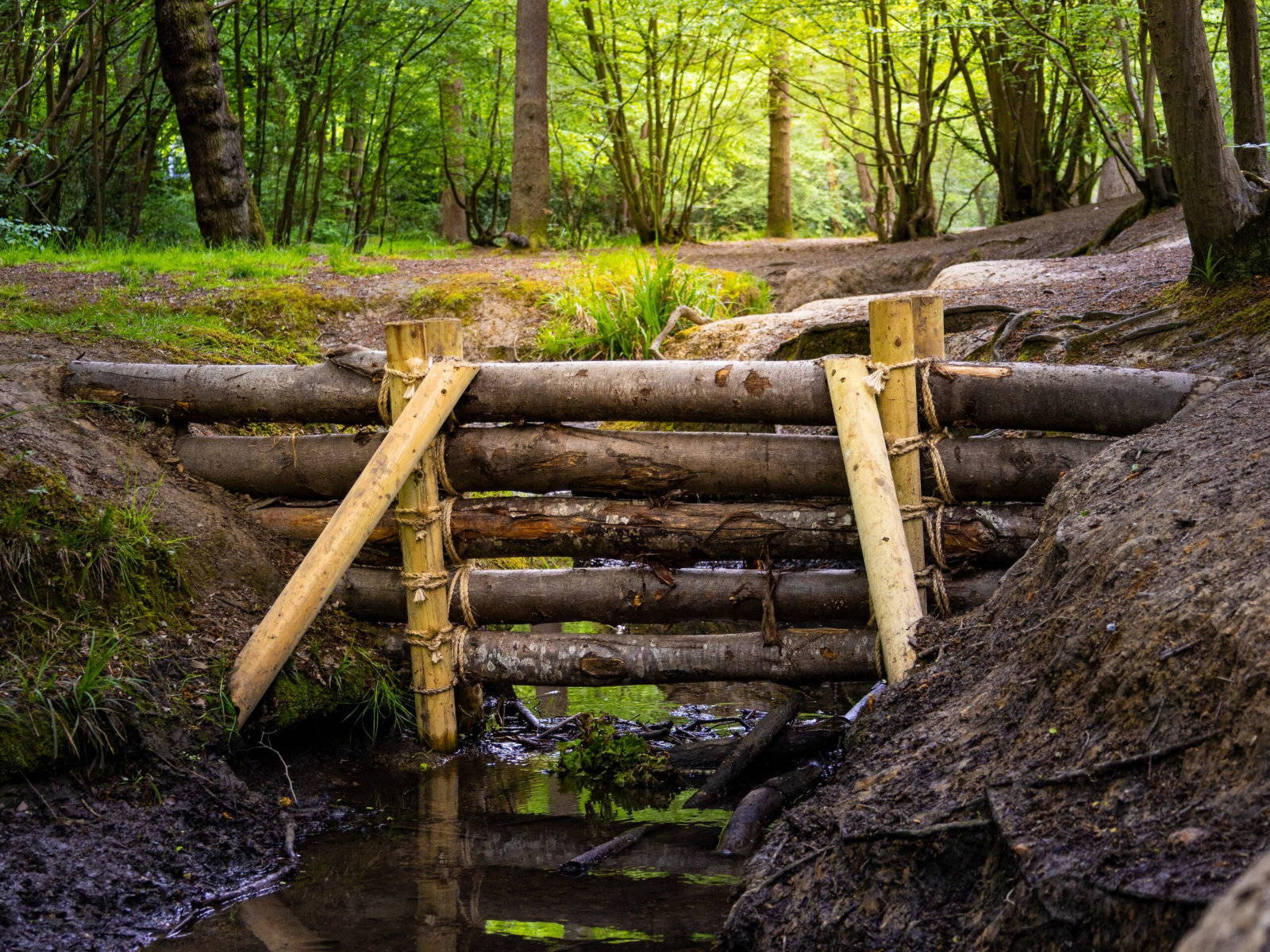 On of our leaky dams installed in Belfairs Wood