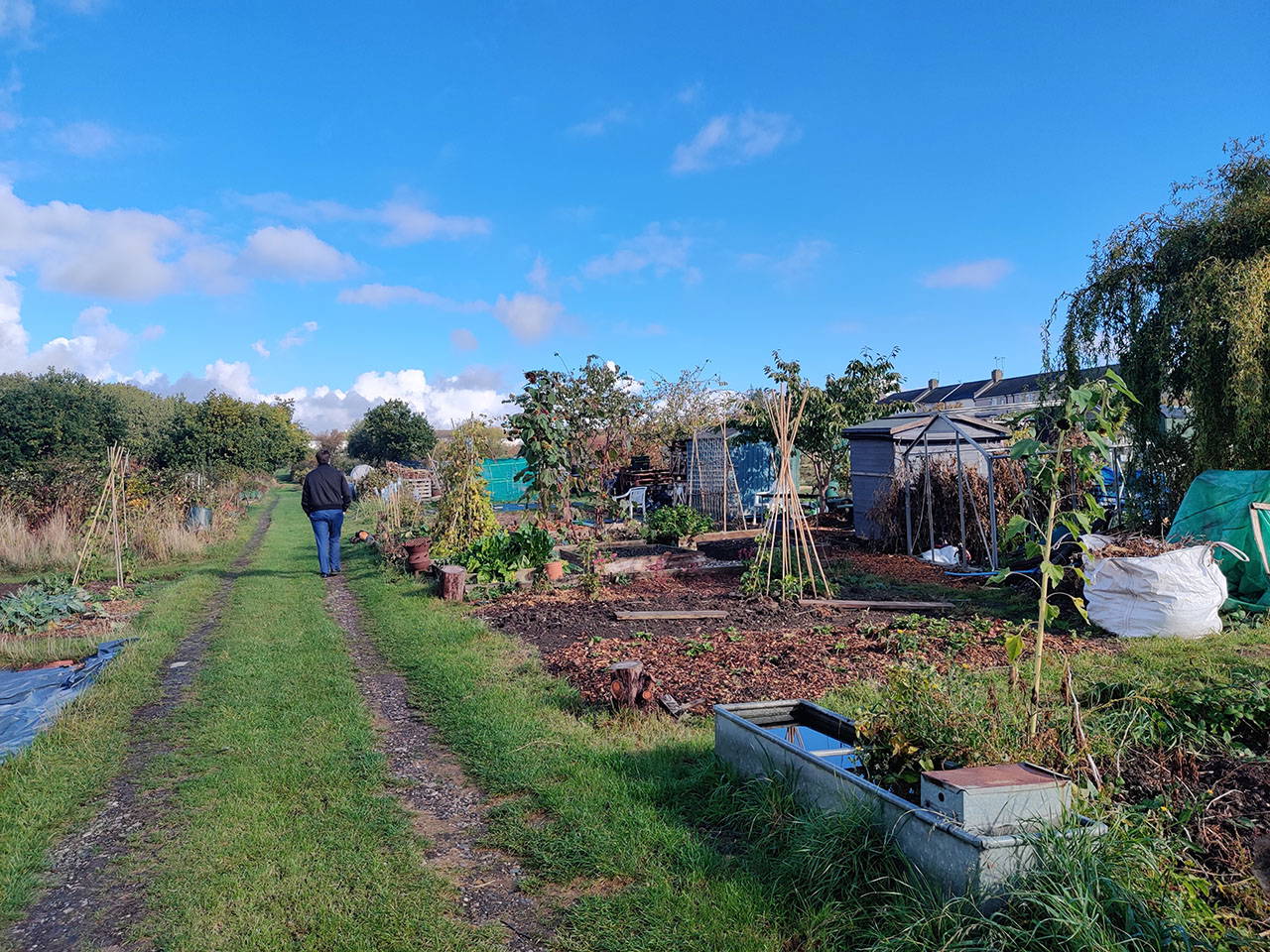 Manchester Drive allotments