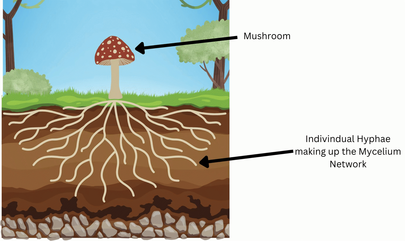 Mycelium graphic showing how the structures spread underground